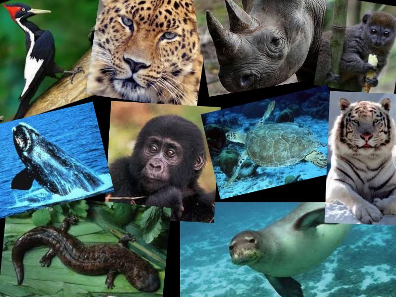 Top 10 most endangered species in the world