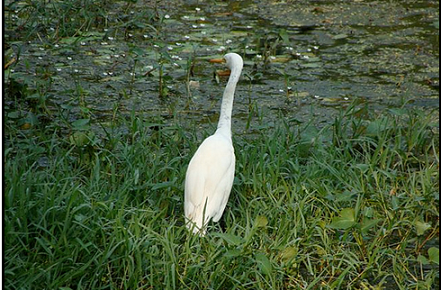 Bharatpur Bird Sanctuary-Paradise For Birders