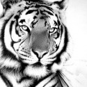 PML-N Tiger Died
