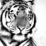 PML-N Tiger Died