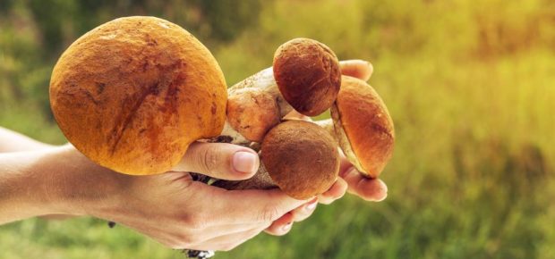 health benefits of mushrooms