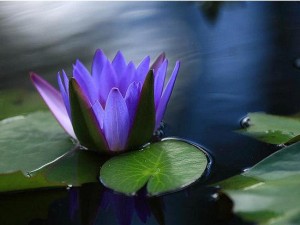 water lotus beautiful flower