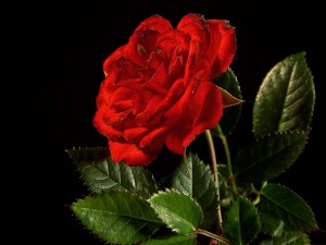 Red Rose