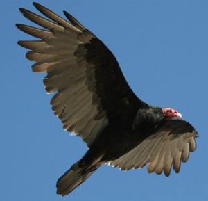 International Vultures Day