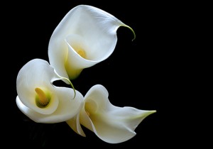 Calla lily beautiful flower