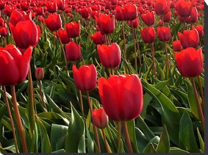 red tullips beautiful flowers