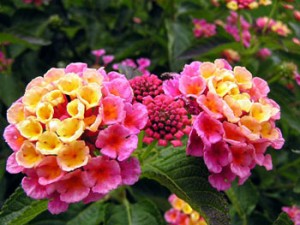 lantana beautiful flower