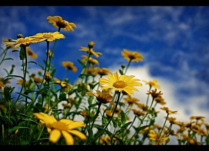 Yellow daises beautiful flower