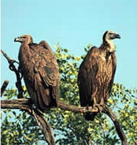 international vultures day