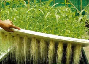 hydrophonic farming and gardening