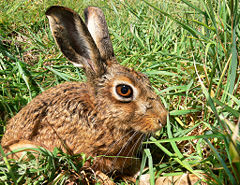 hispid hare rare specie