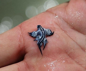  dragon sea slug