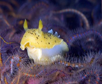 blue dragon sea slug