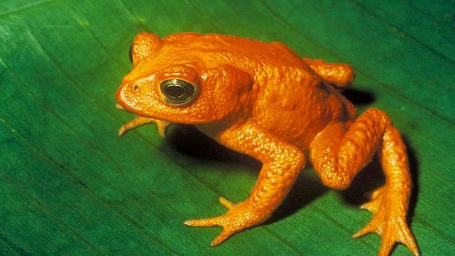  The Golden Toad