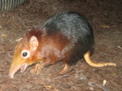 Elephant Shrew