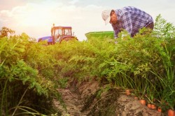 Conventional Versus Organic Farming: What’s Really Better For You?