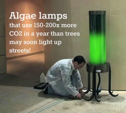 Algae street lamps