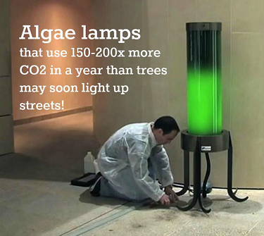 Algae street lamps 