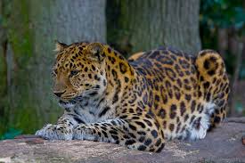 top endangered animals