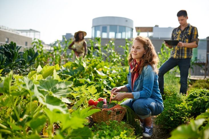 kitchen garden