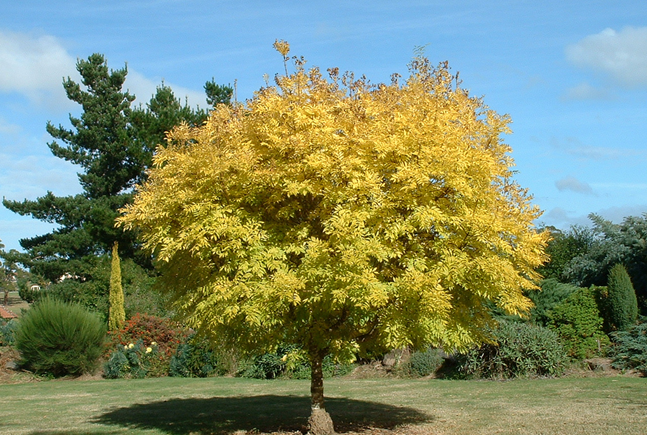 Golden Ash