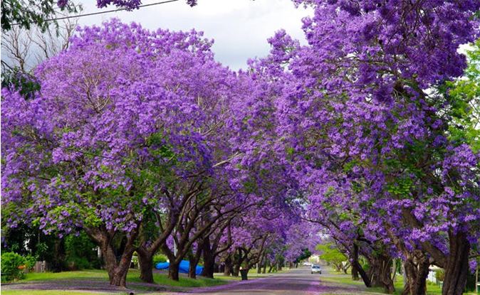 Jacaranda