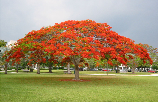 Poinciana