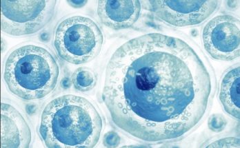 Types of Stem cells