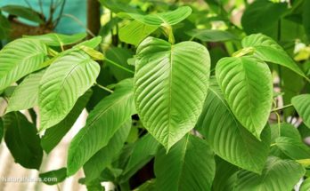 kratom online