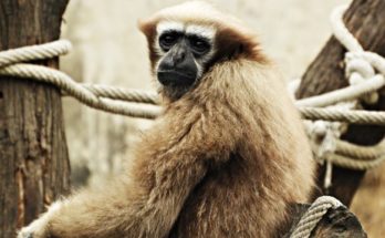 Gibbon Center