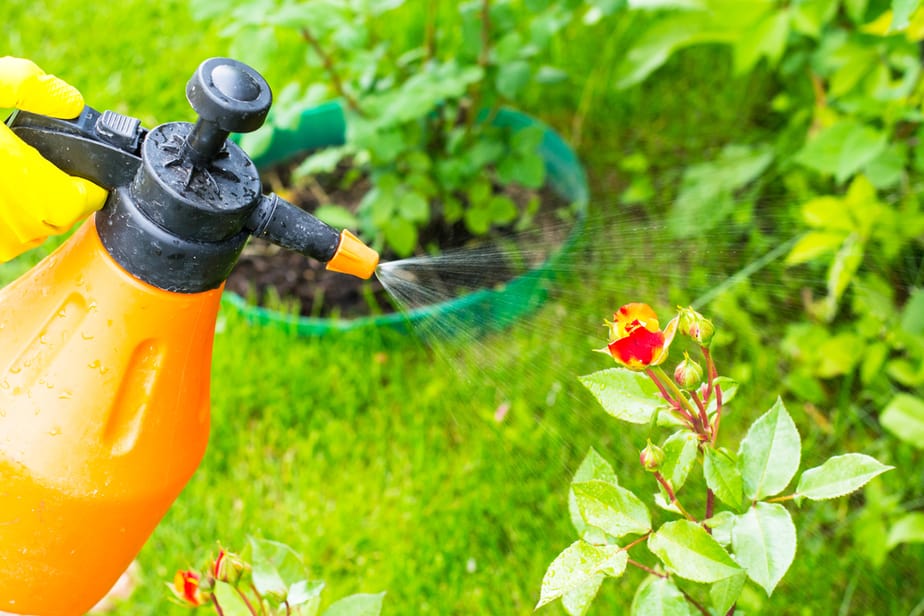 Organic Pest Control How To Make Natural Pesticide